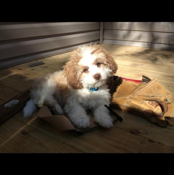 Clean, Stylish Brand Name Clothing, Shoes, Accs & Items #VSPink #Levis #AE #Kors - Picture 13 of 16